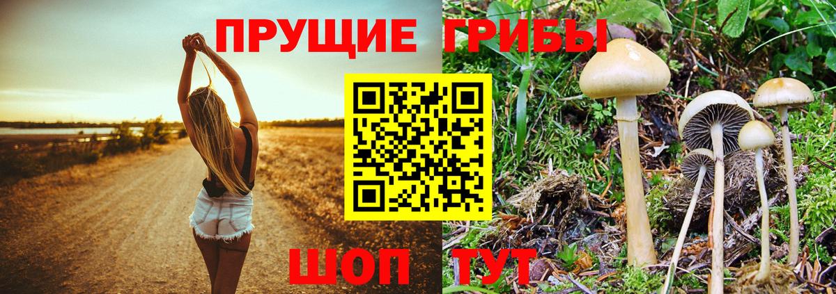 Псилоцибиновые грибы Psilocybe Кумертау